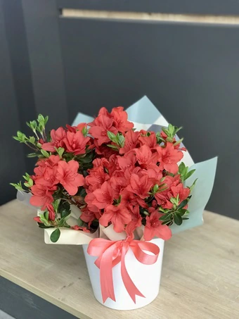 Saksı Açelya