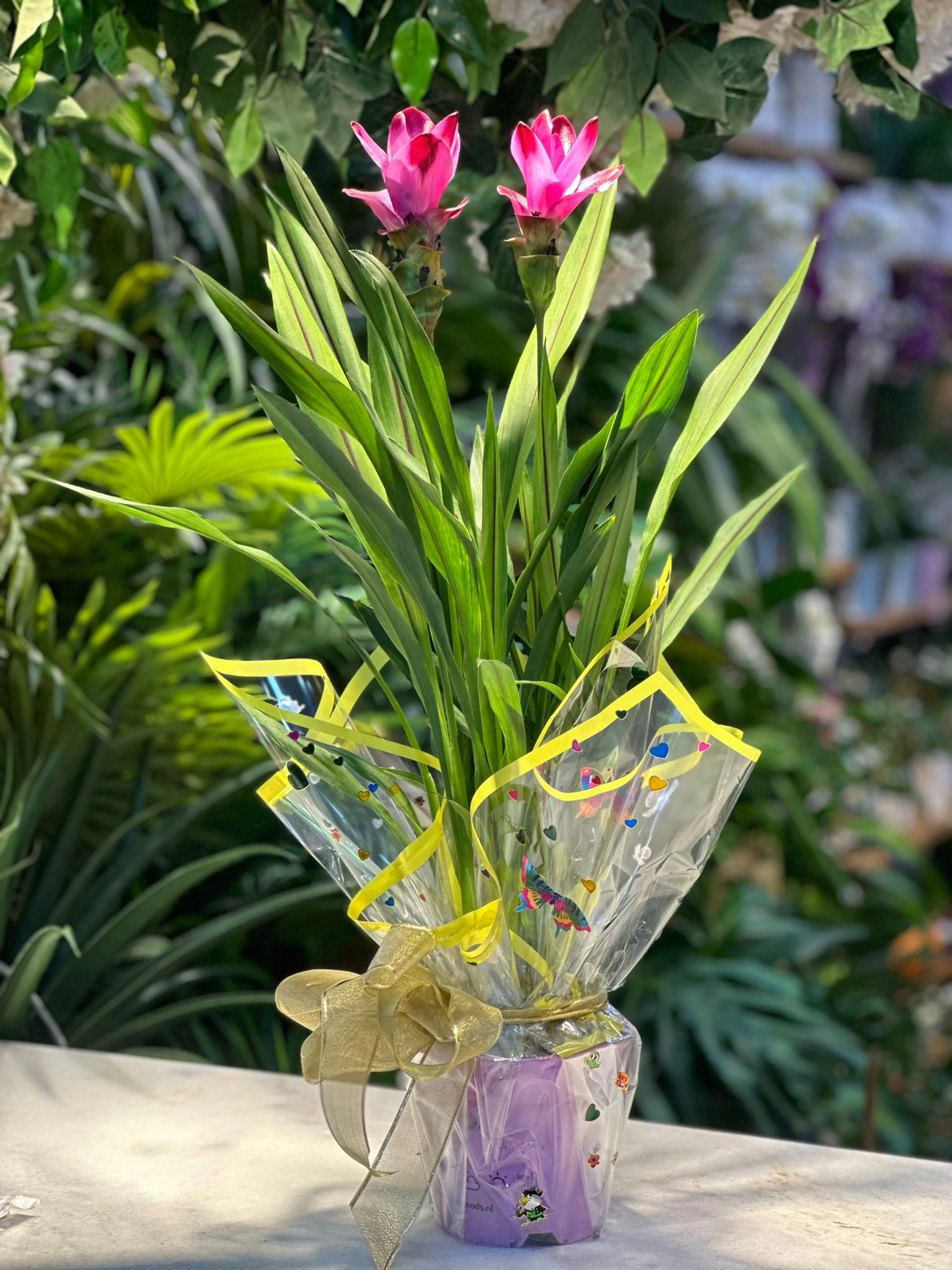Curcuma Çiçeği