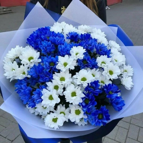 Mavi-Beyaz Kasımpatı