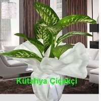 Saksı Dieffenbachia Orta Boy