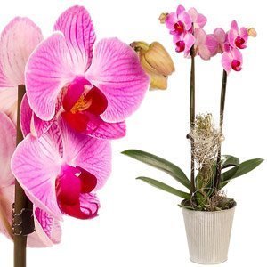 Saksıda Orkide Çift Dal