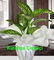 Saksı Dieffenbachia Orta Boy