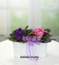 Saksıda Menekşe Mix