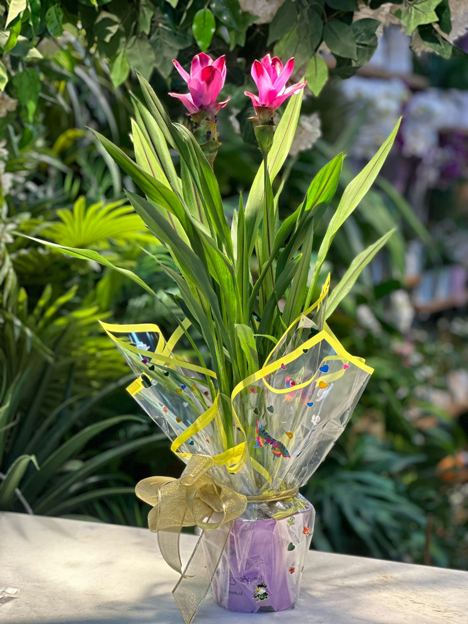 Curcuma Çiçeği