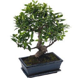 Saksa Bonsai