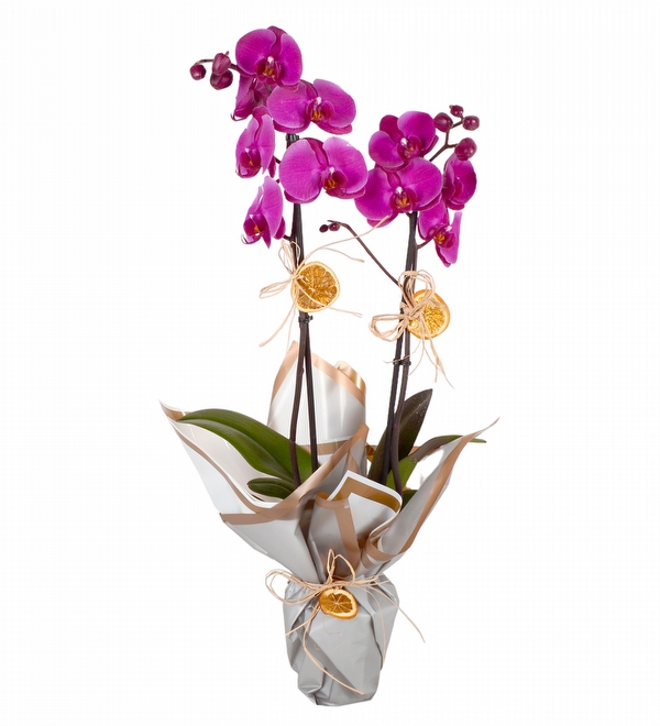 Saksı Okide Çift Dal