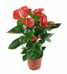 Saksıda Anthurium