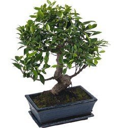 Saksa Bonsai