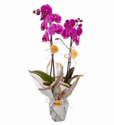 Saksı Okide Çift Dal