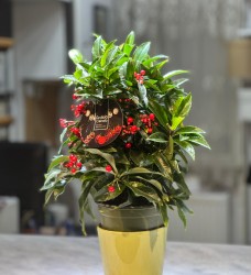 Saksı Canlı Kokina